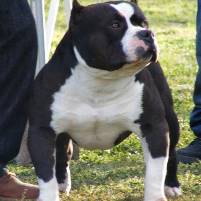 American Bully