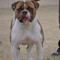 american-bulldog