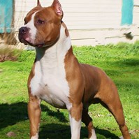 APBT